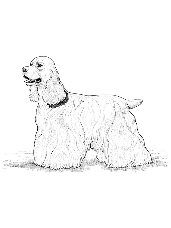 coloriage joli chien cocker